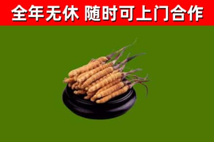 弥渡回收冬虫夏草